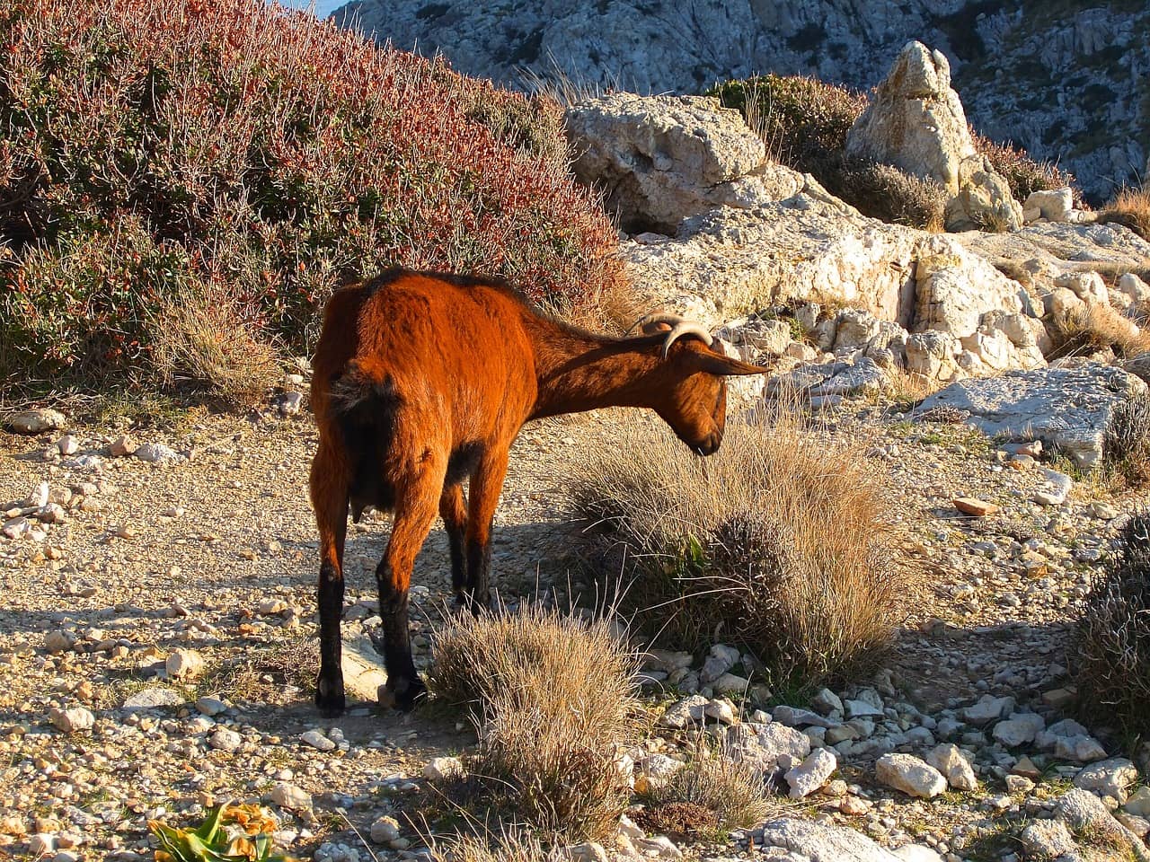 Friendly Local Fauna