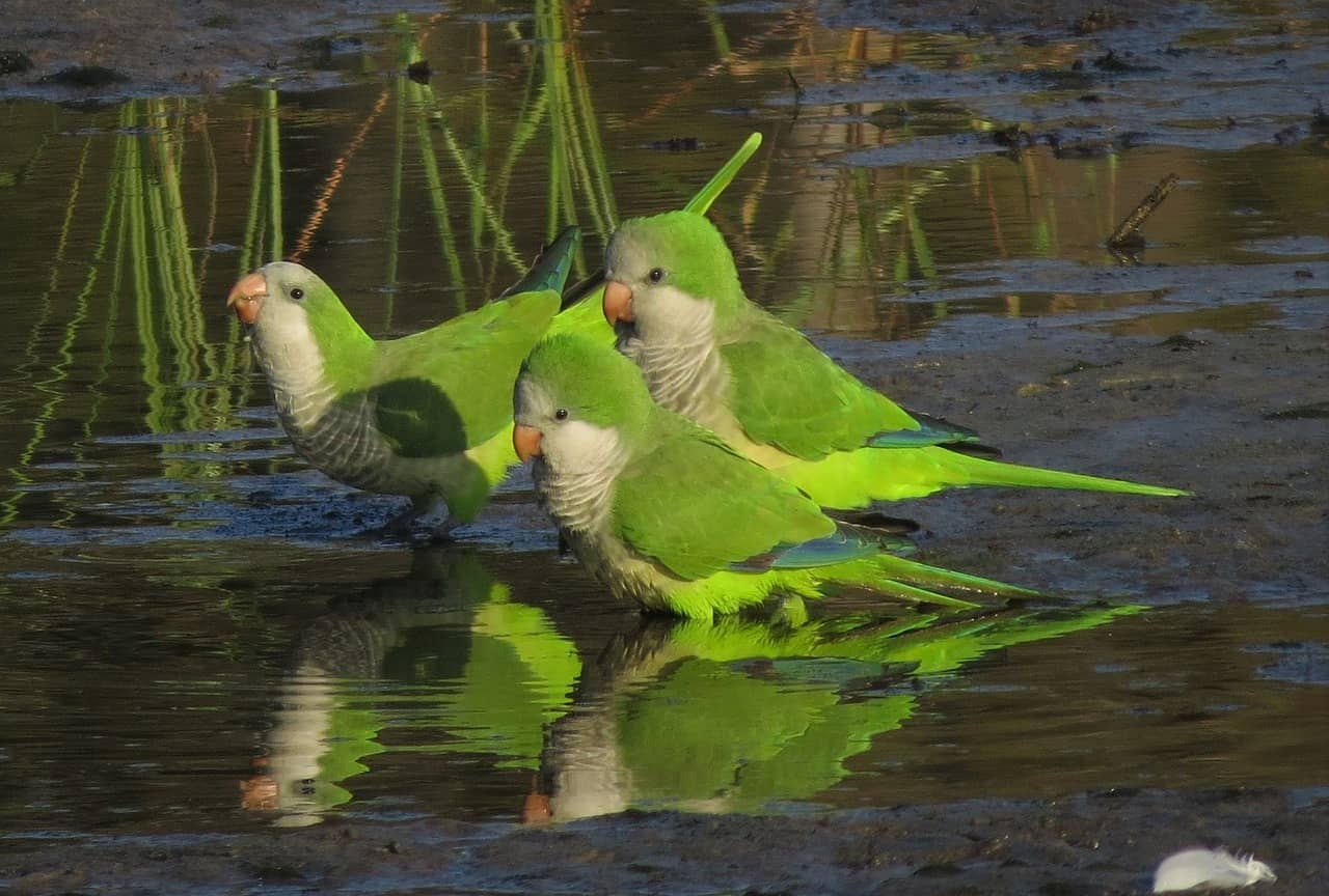 Parrot Sounds