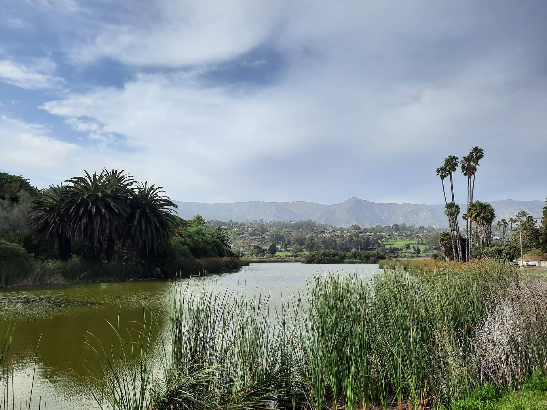 Saltwater Marsh Ecosystem