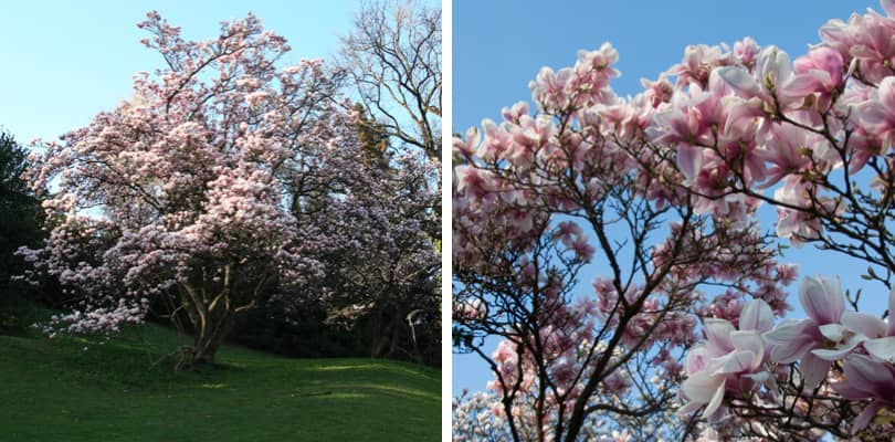 Magnolia Trees