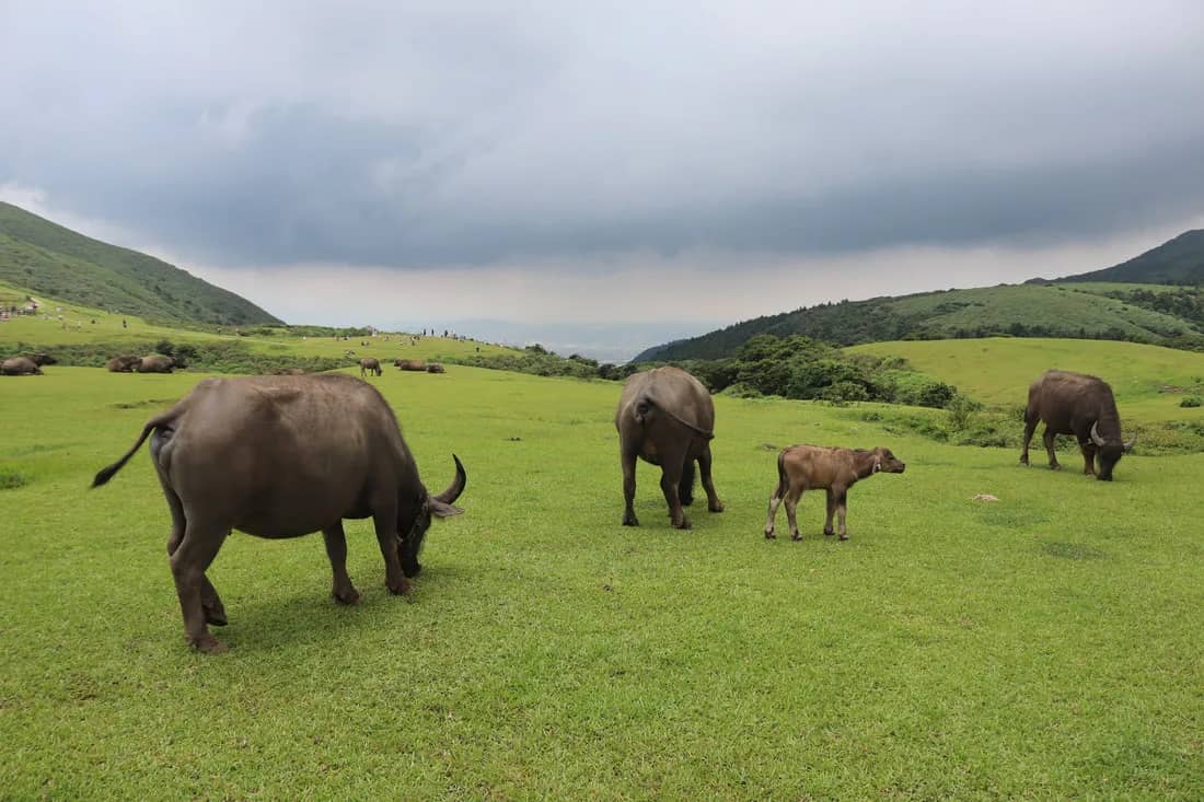 Wild Water Buffaloes