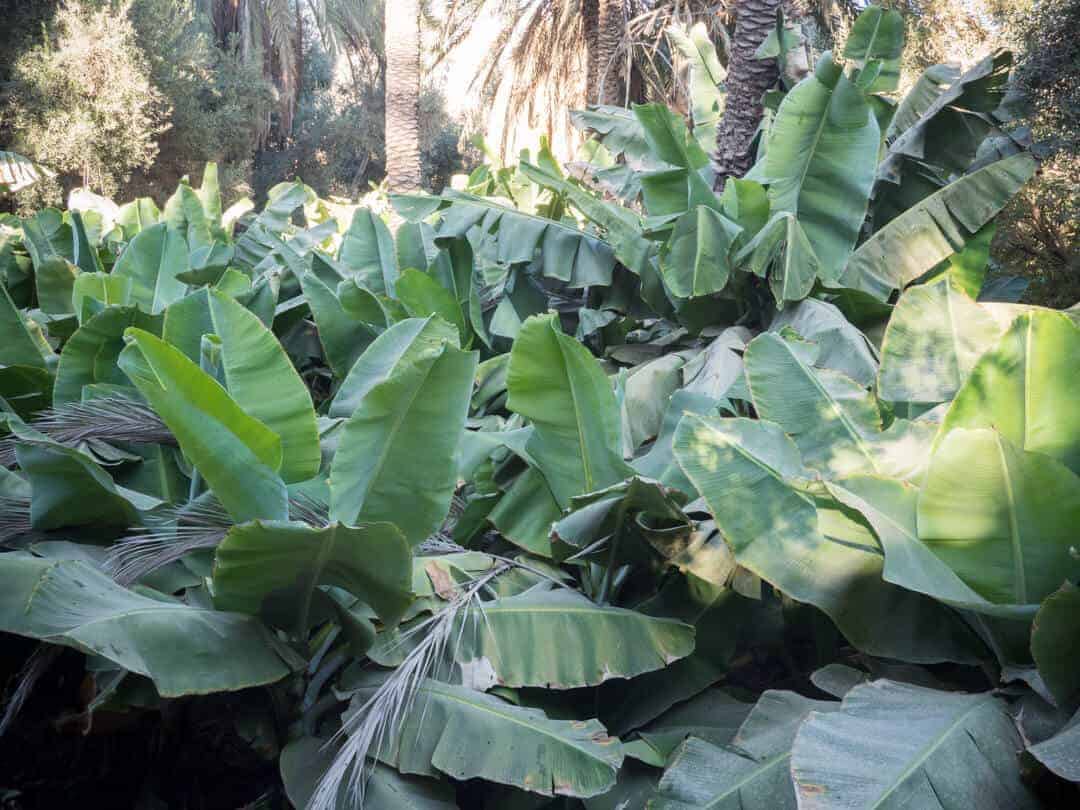Banana Plantations