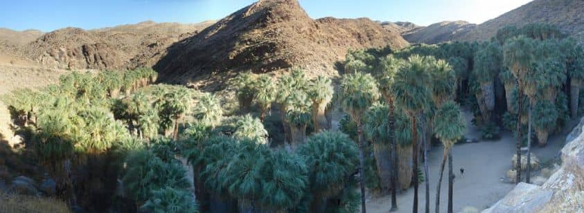 Desert Oasis