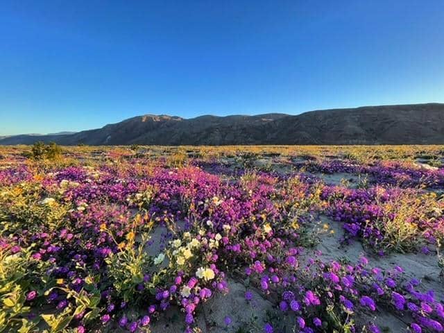 April Wildflower Bloom