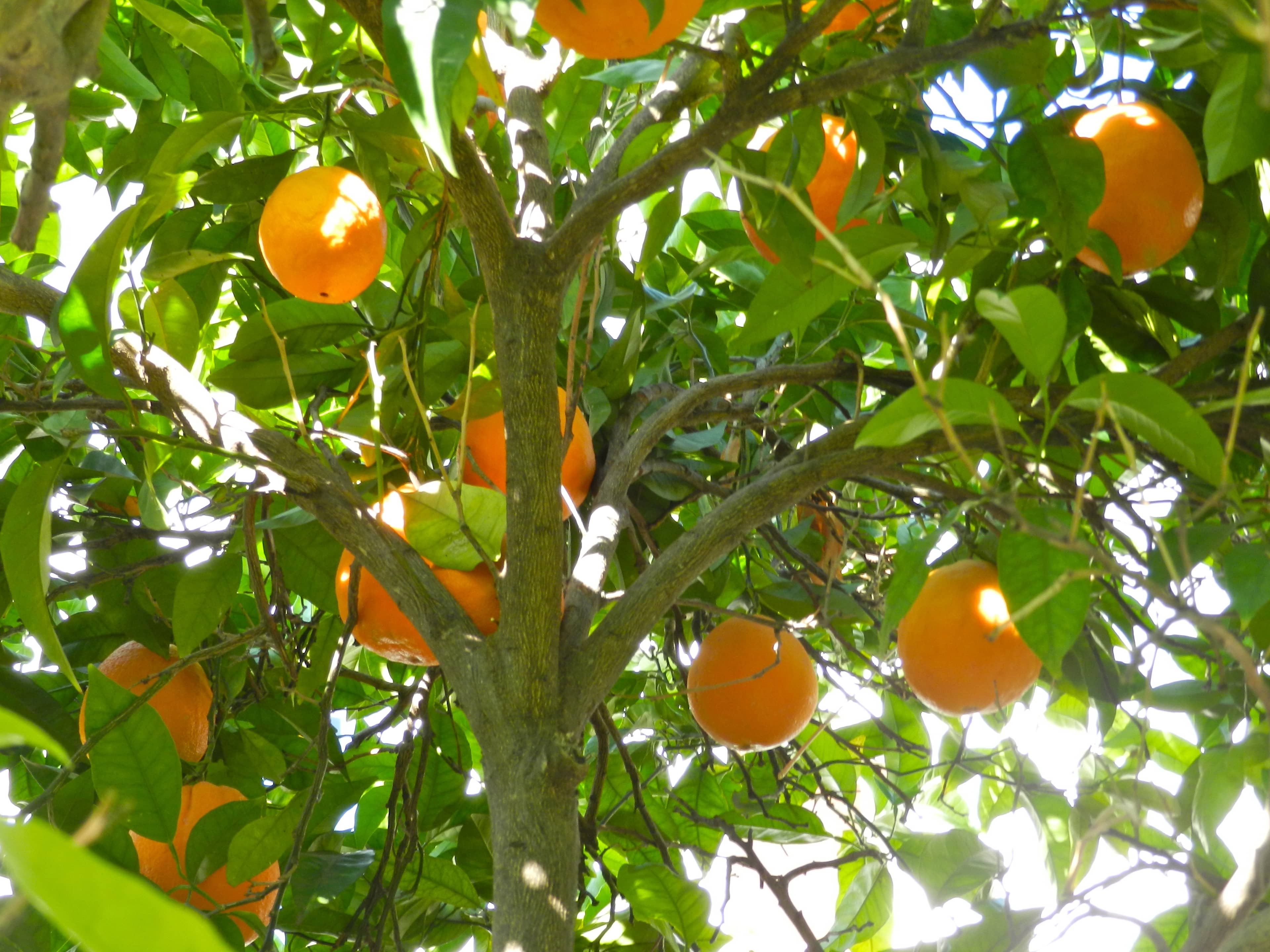 Citrus Groves