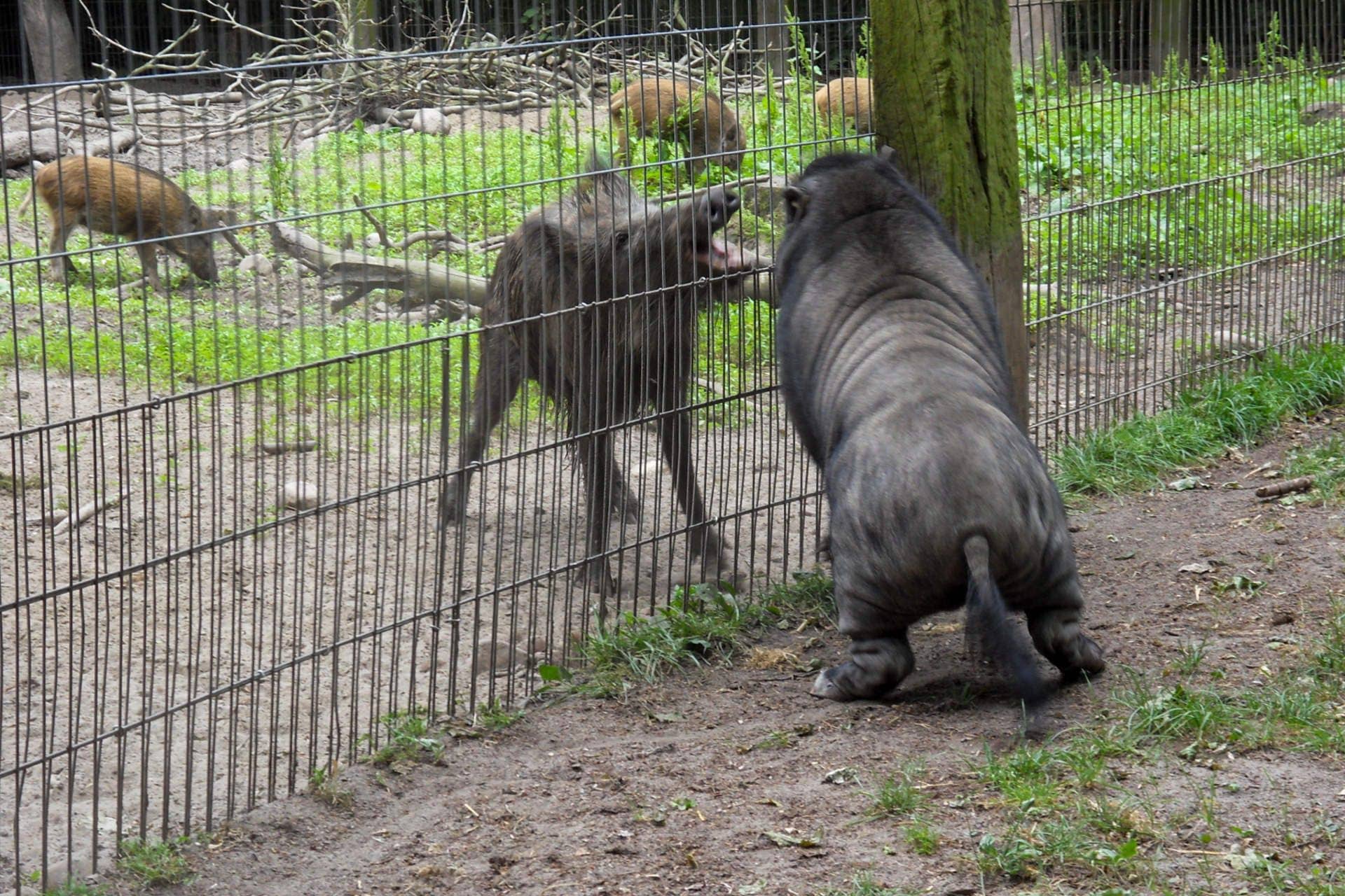 Spacious Enclosures