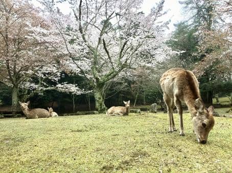 Deer Encounters