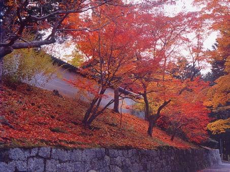 Vibrant Autumn Foliage