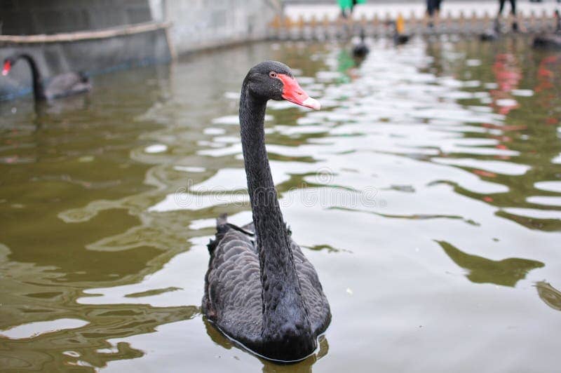 Wildlife Encounters