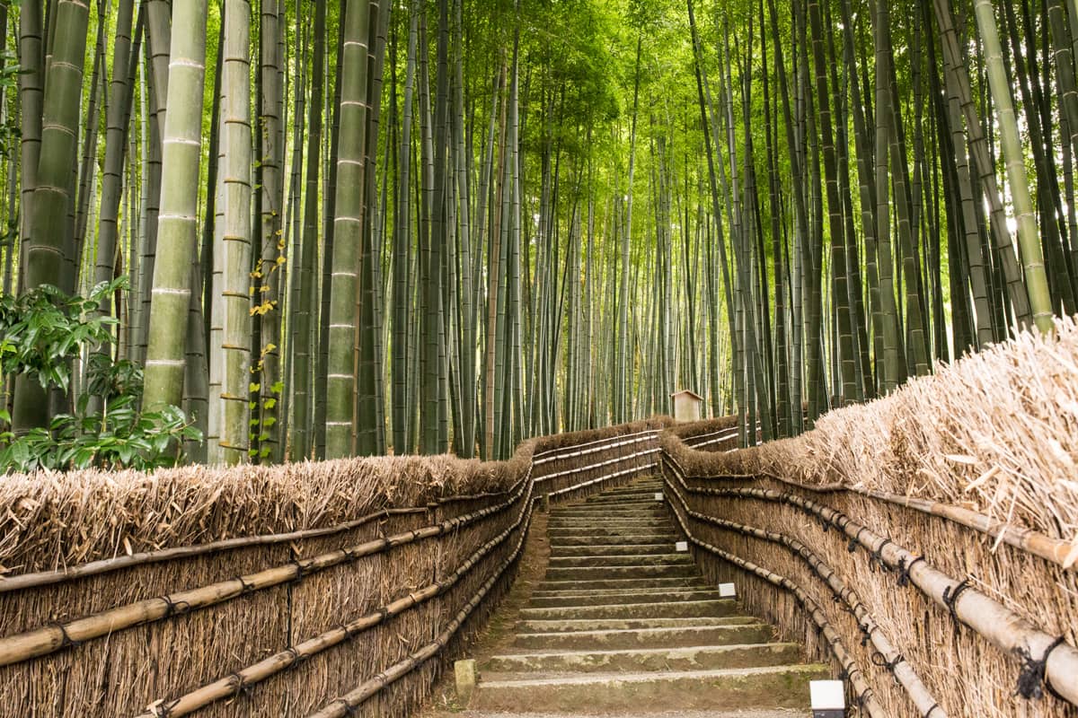 Secluded Bamboo Grove