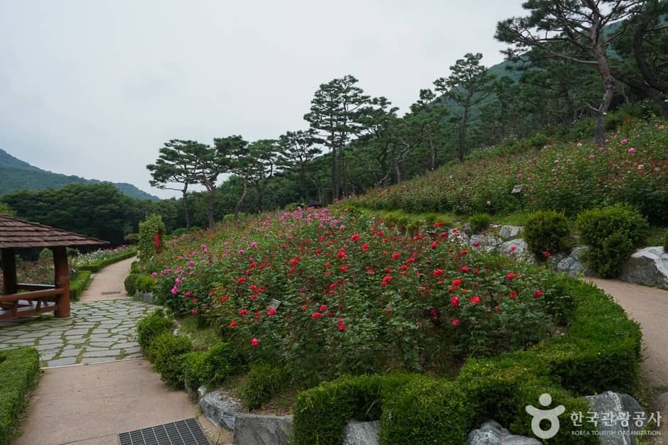 Beautiful Rose Garden