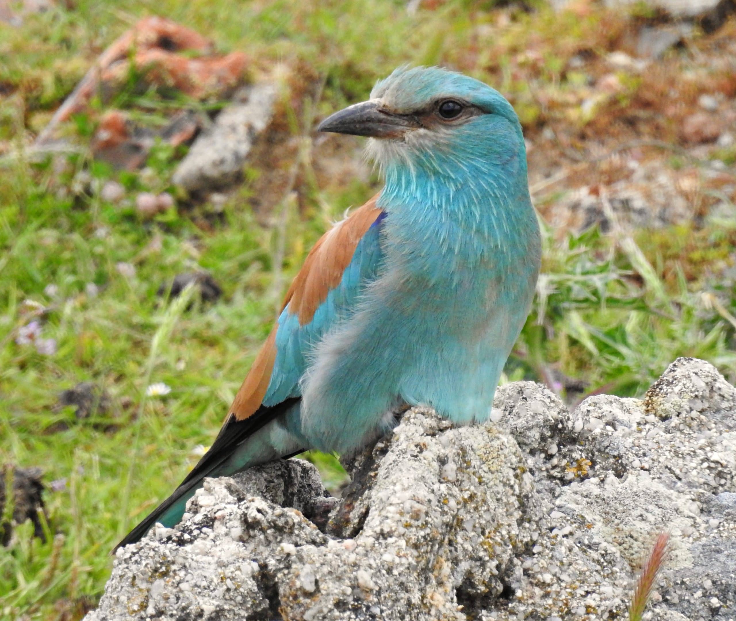 Steppe Birdlife