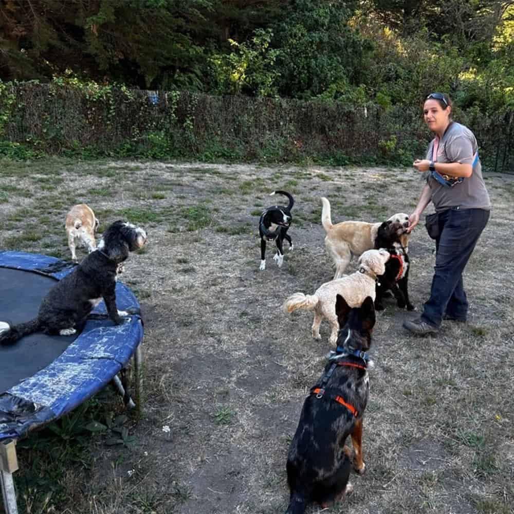 Off-Leash Dog Park
