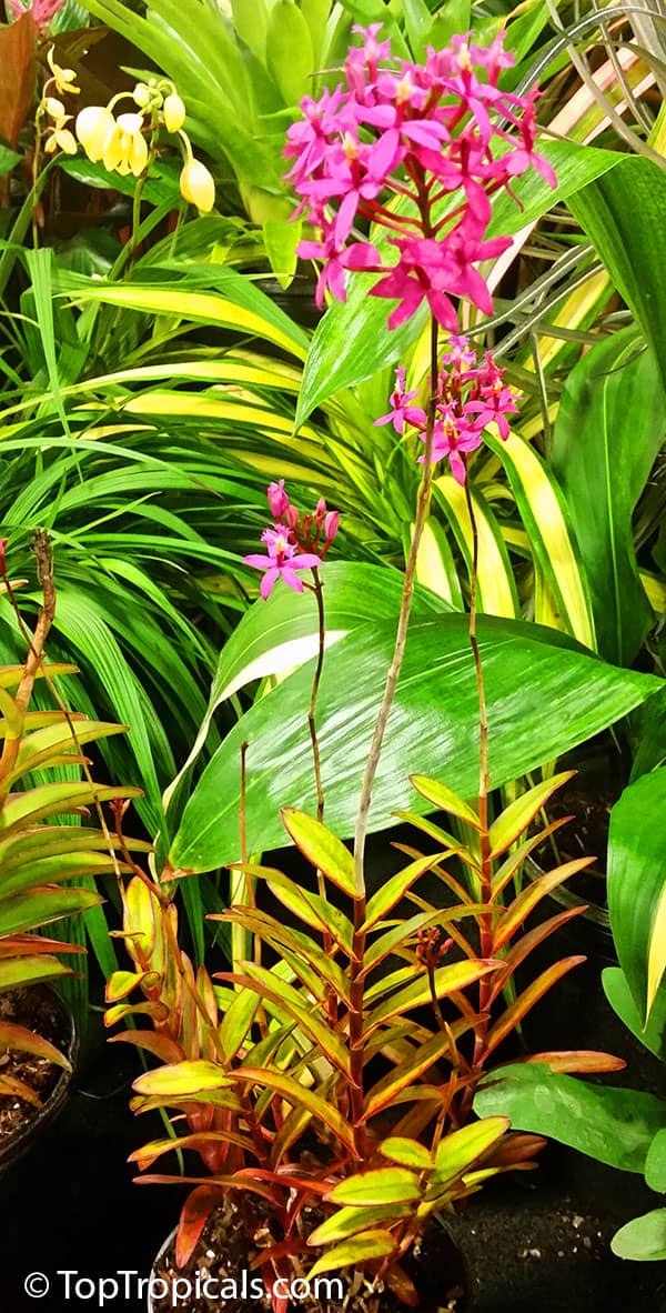 Orchid Greenhouse