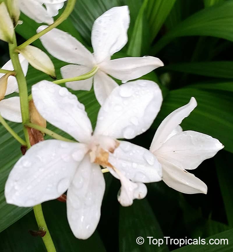 Orchids
