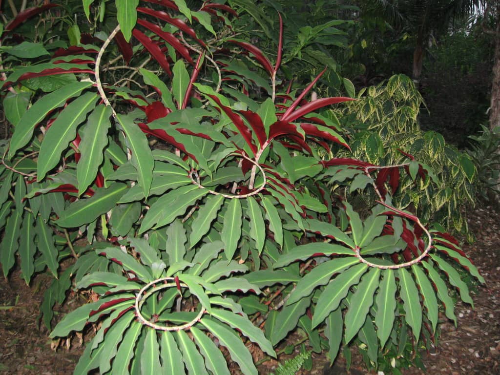Diverse Native Flora