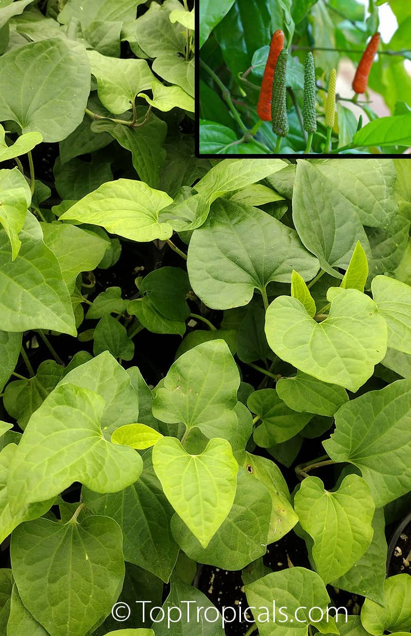 Medicinal Plant Collection