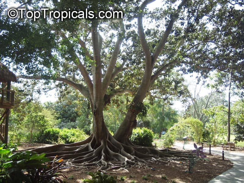 Sprawling Canopy