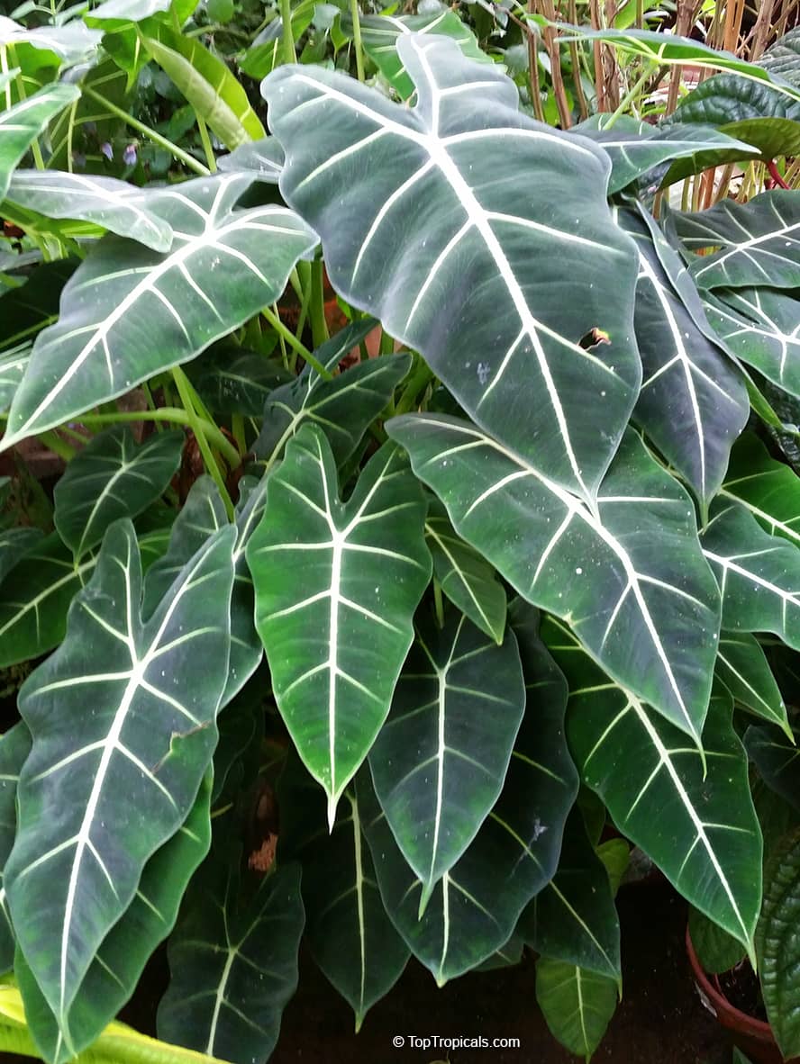 Native Florida Plants