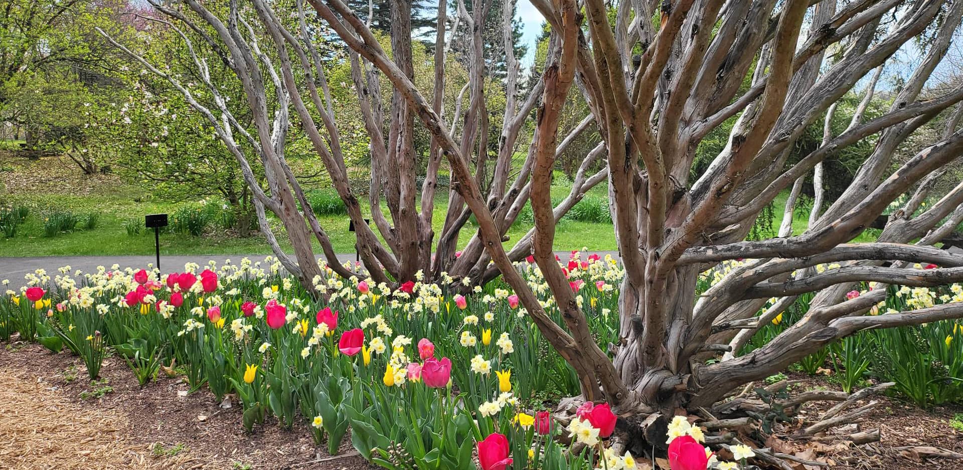 Tulip Displays