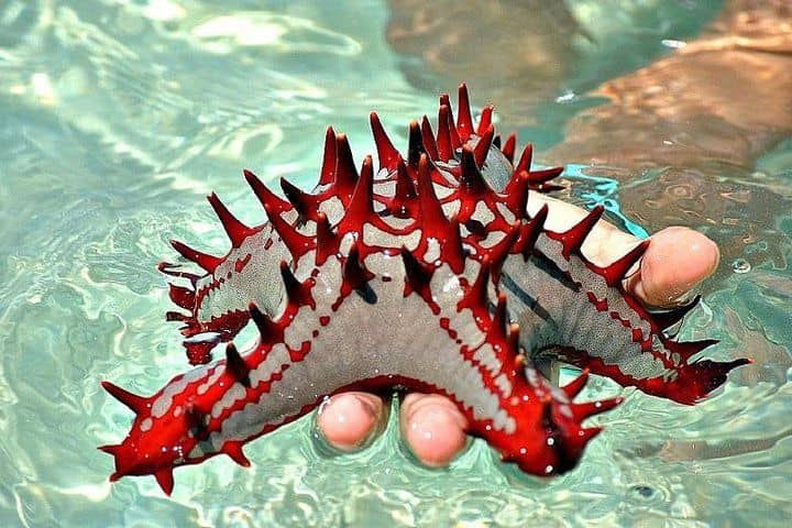 Starfish Spotting