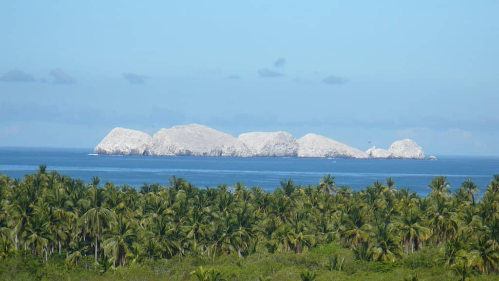 Dolphin and Turtle Sightings