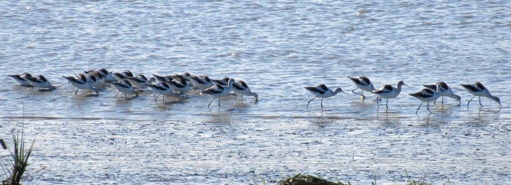 Abundant Wildlife Viewing