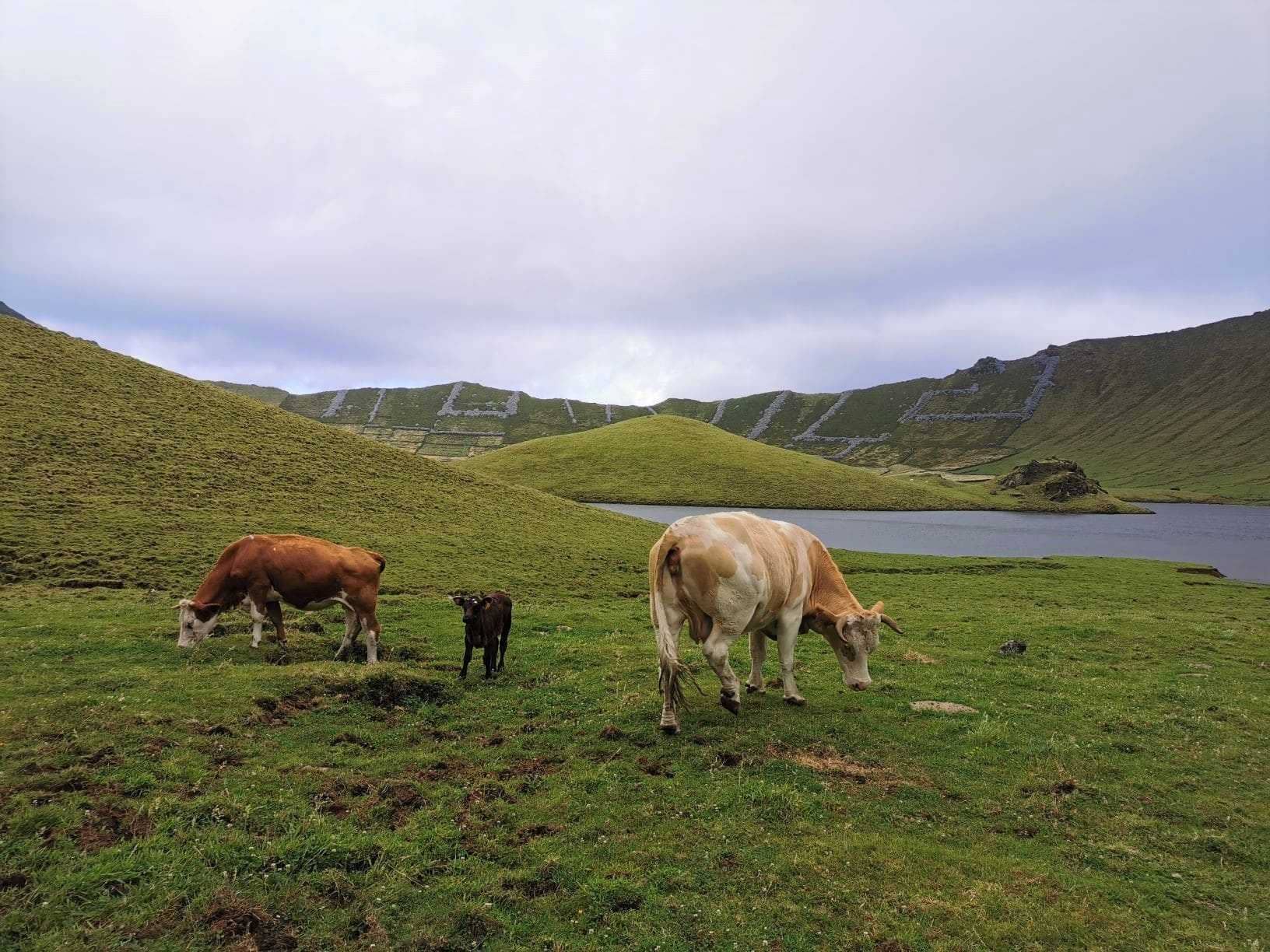 Island Cows