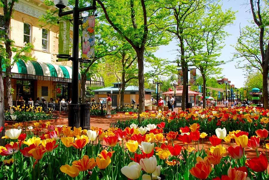 Seasonal Tulip Displays