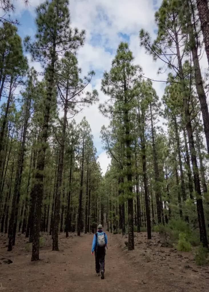Canarian Pine Forest