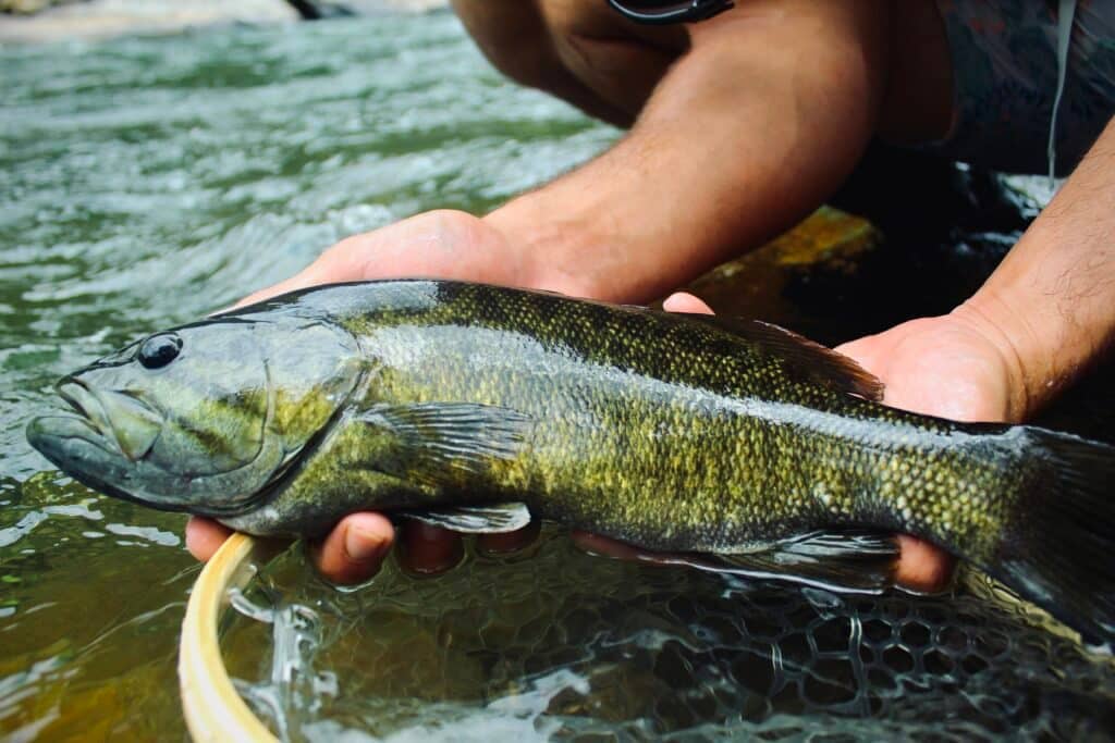 Diverse Catches