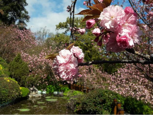 Japanese Garden