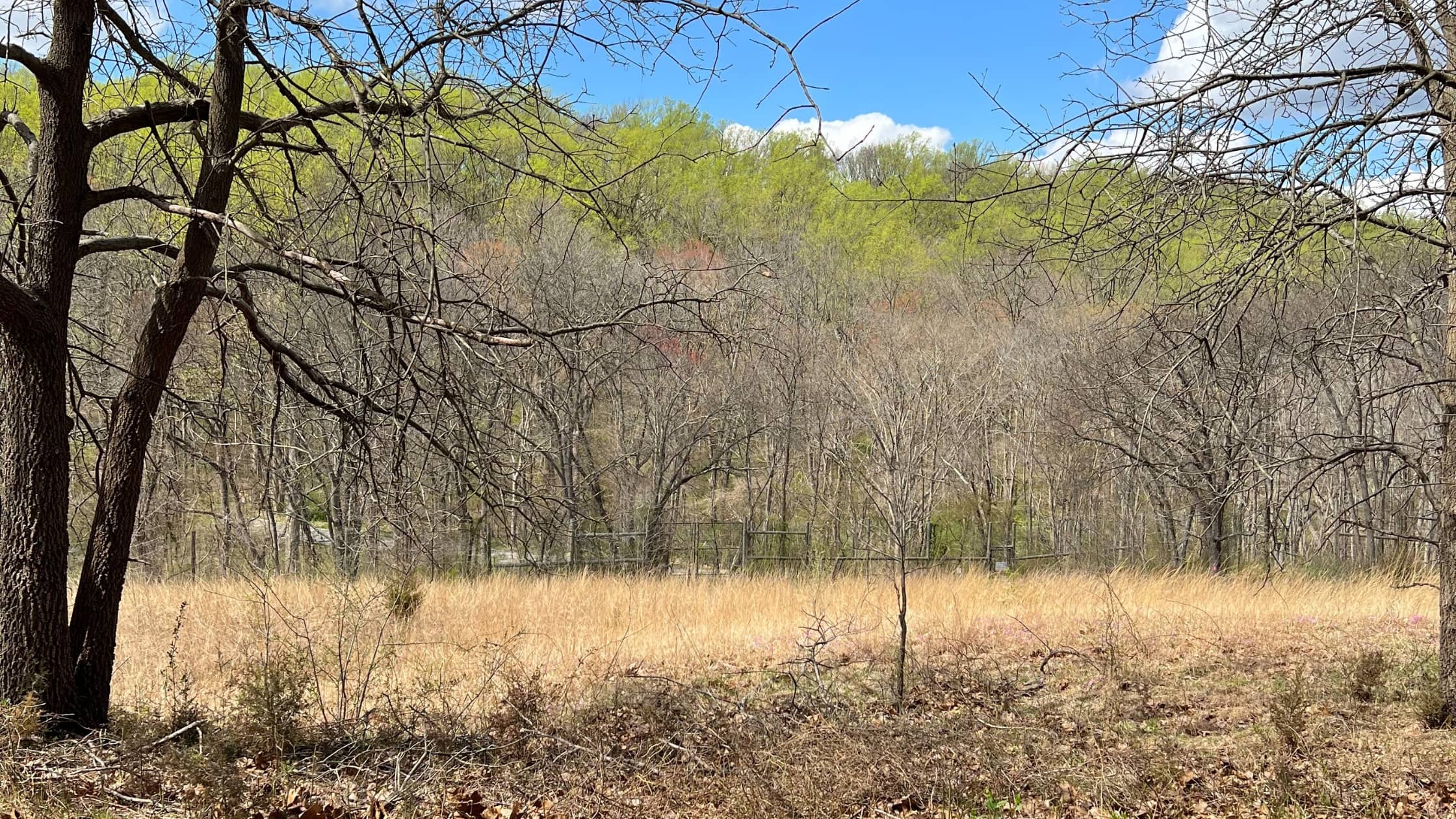 Pink Hill Serpentine Barren