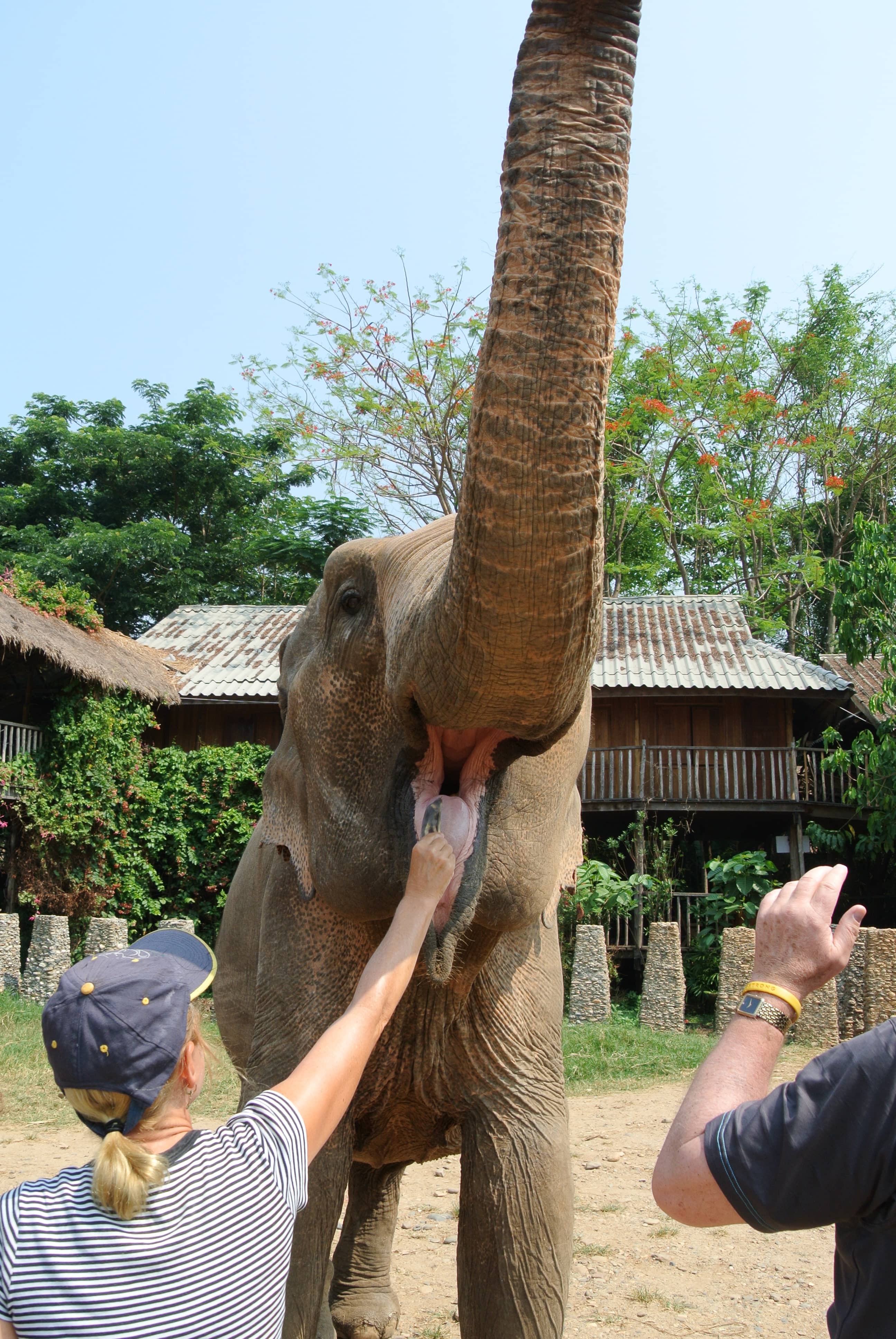 Prepare Elephant Snacks