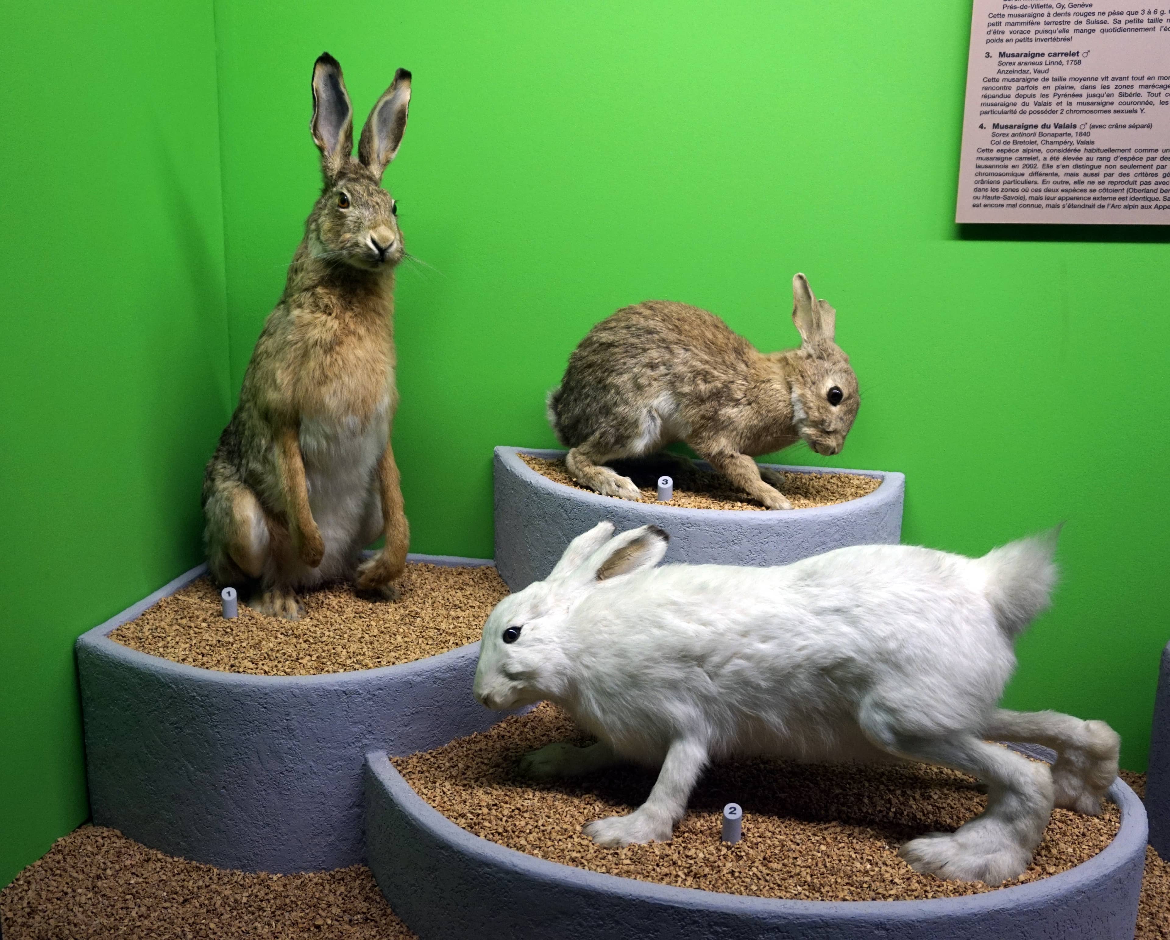 Regional Flora & Fauna