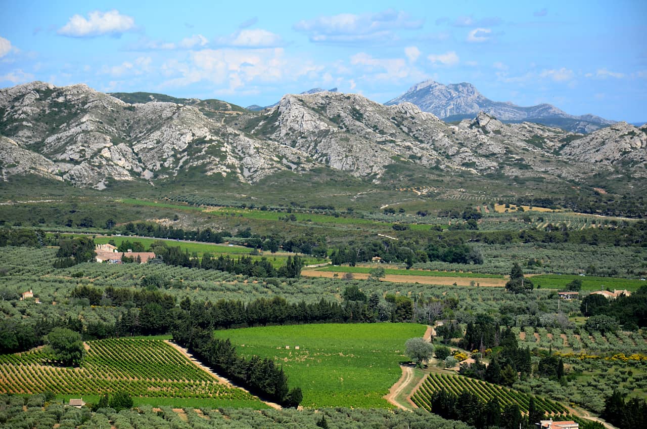 Olive Groves & Vineyards