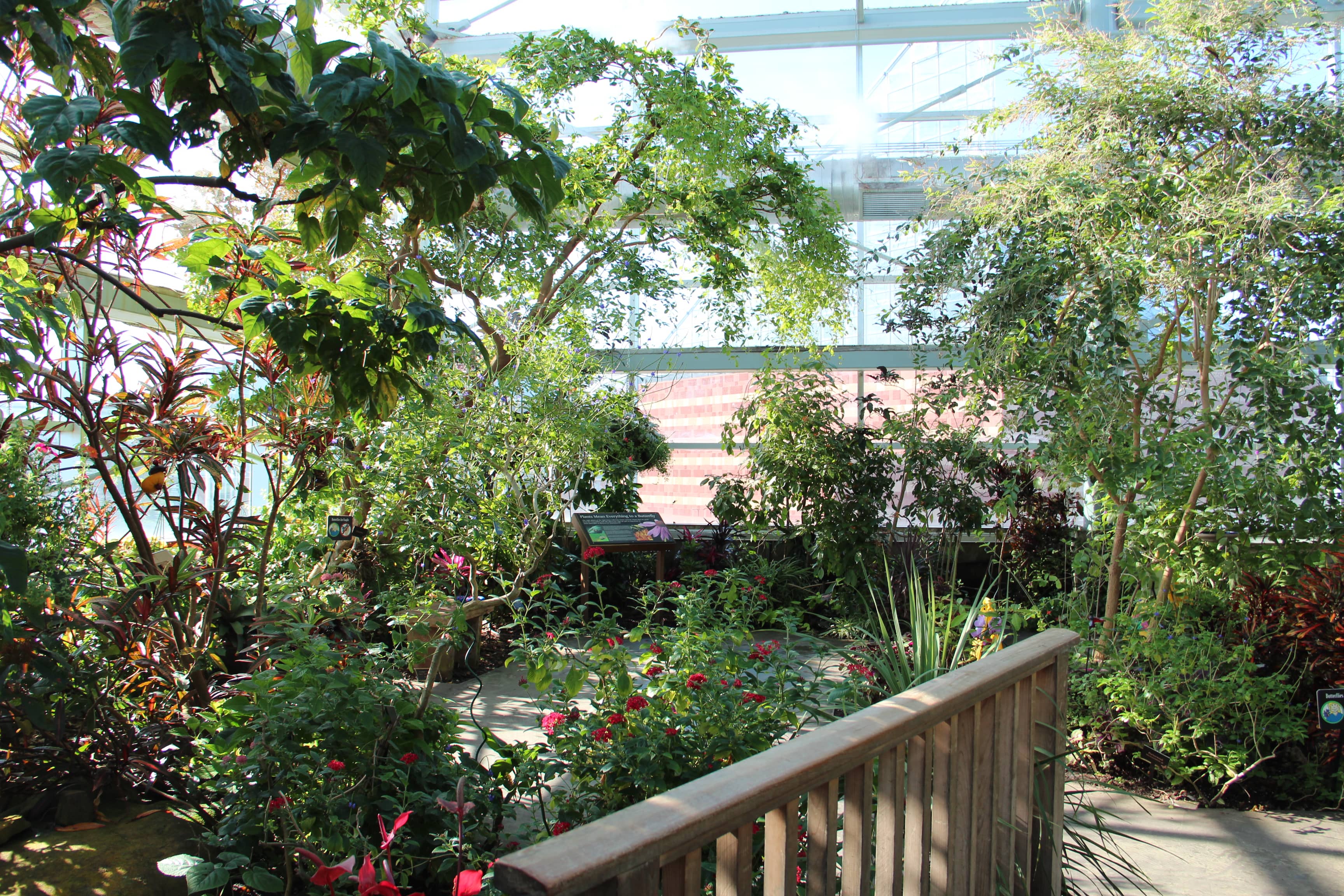 Butterfly Garden