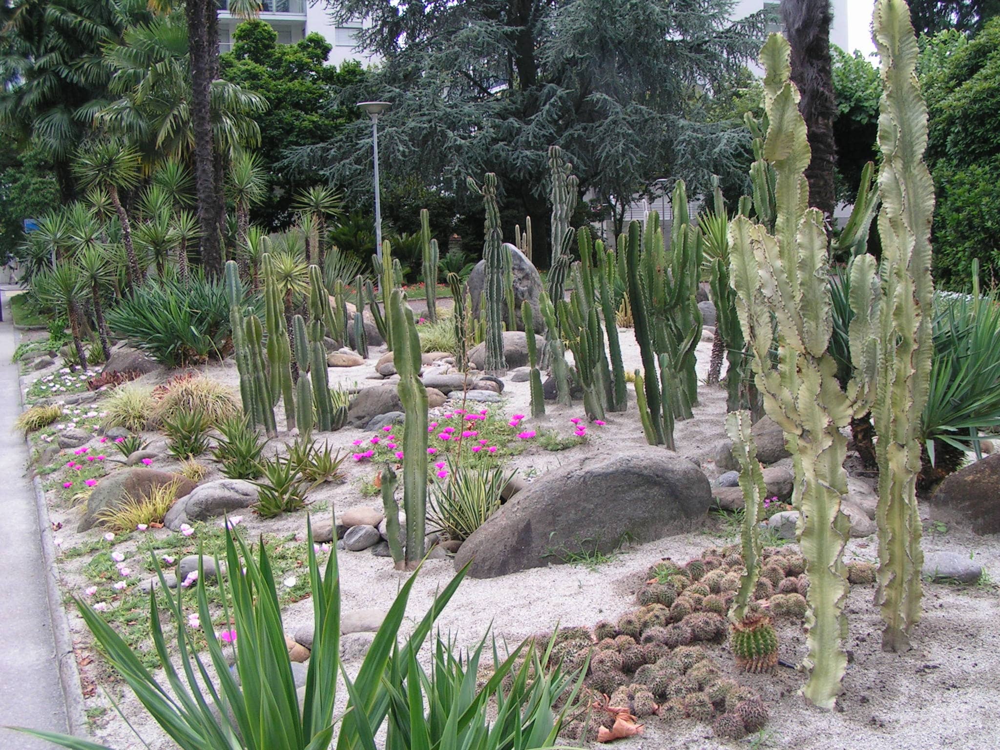 Cactus Garden