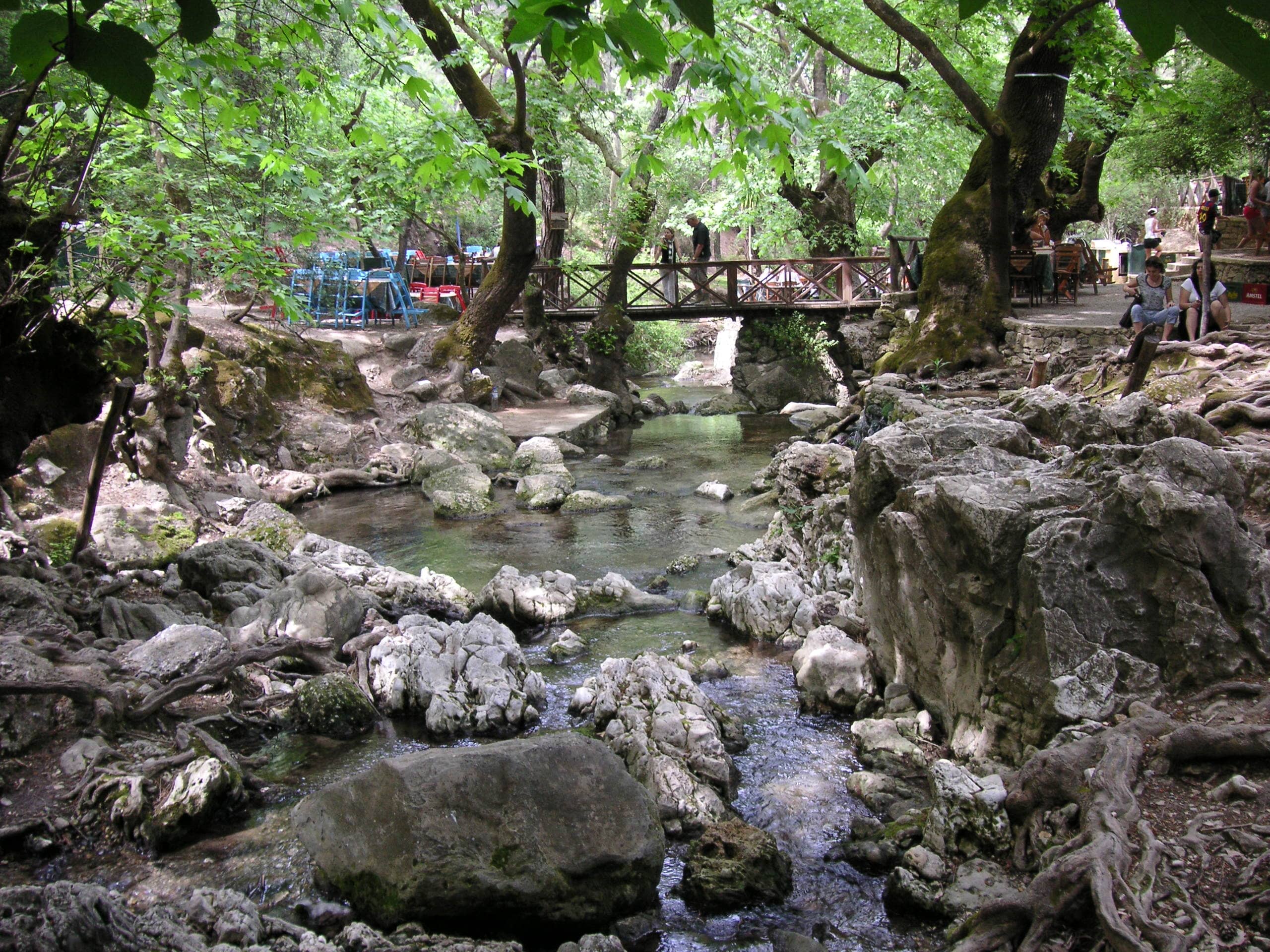 Shady Forest Trails