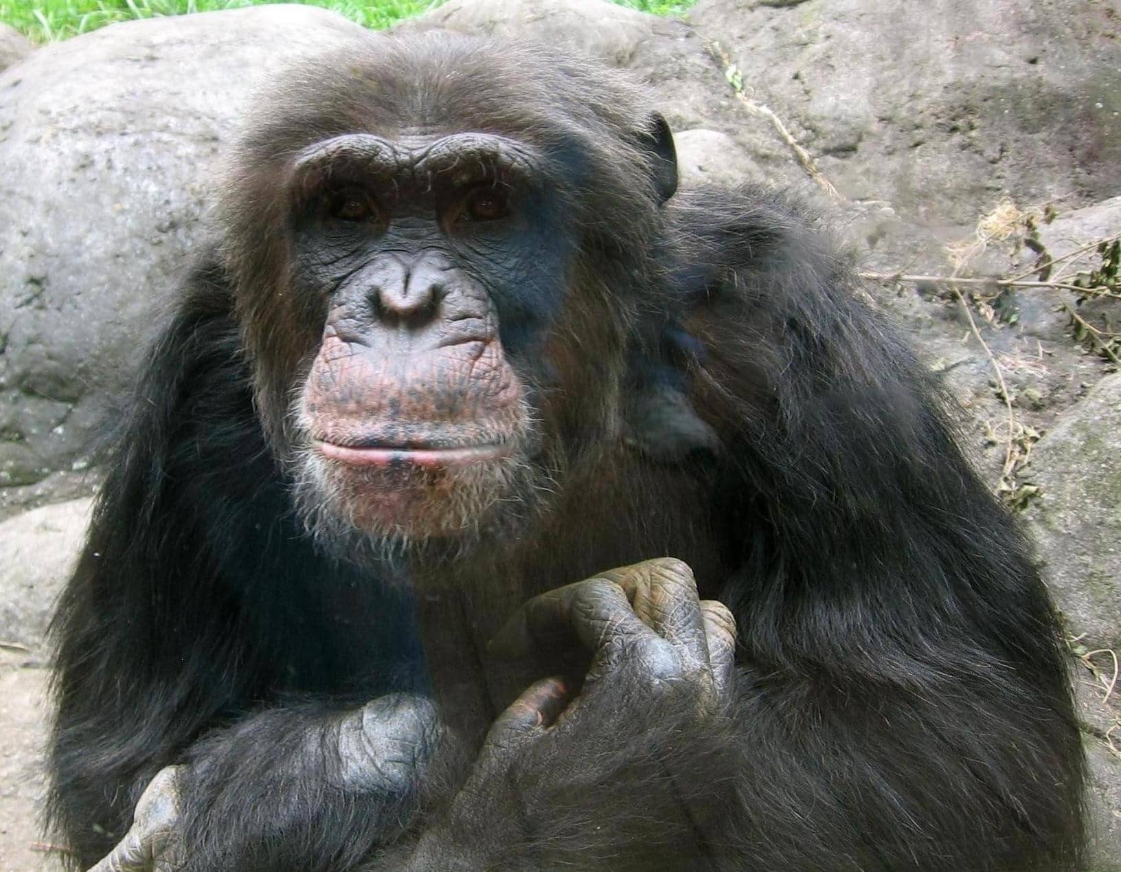 Chimpanzee Troop