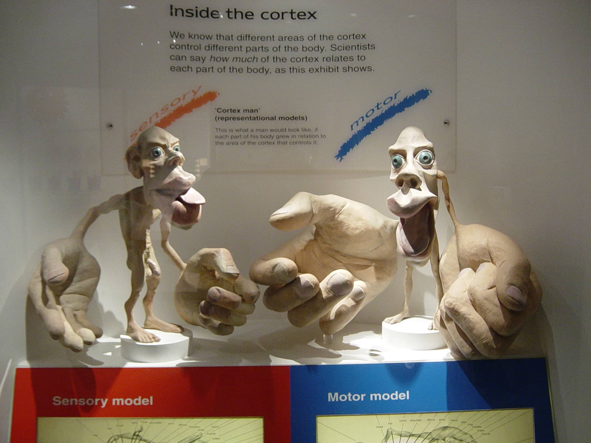 Human Body Exhibition