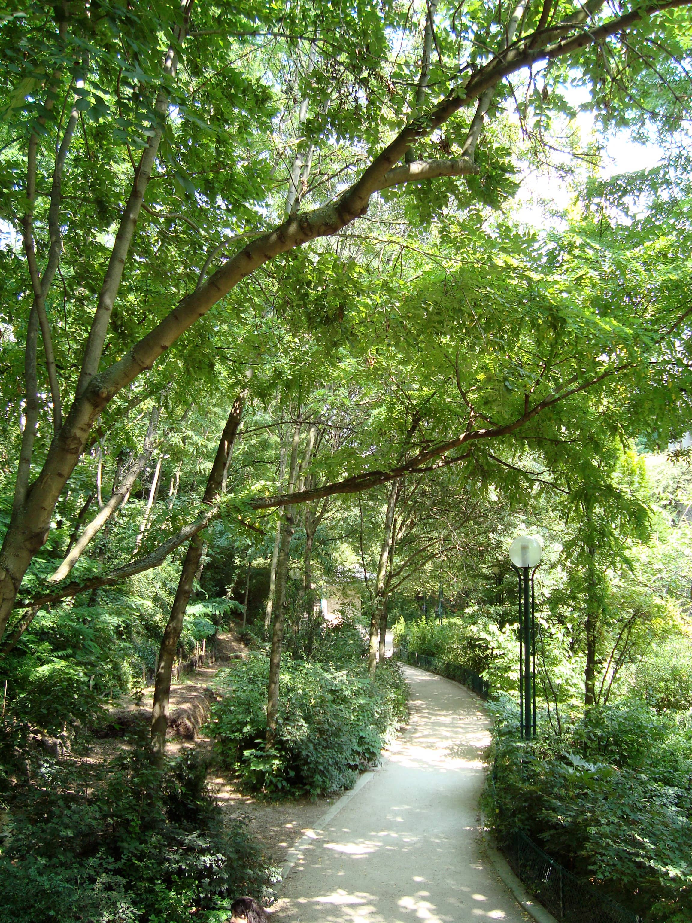 Tranquil Forest Paths