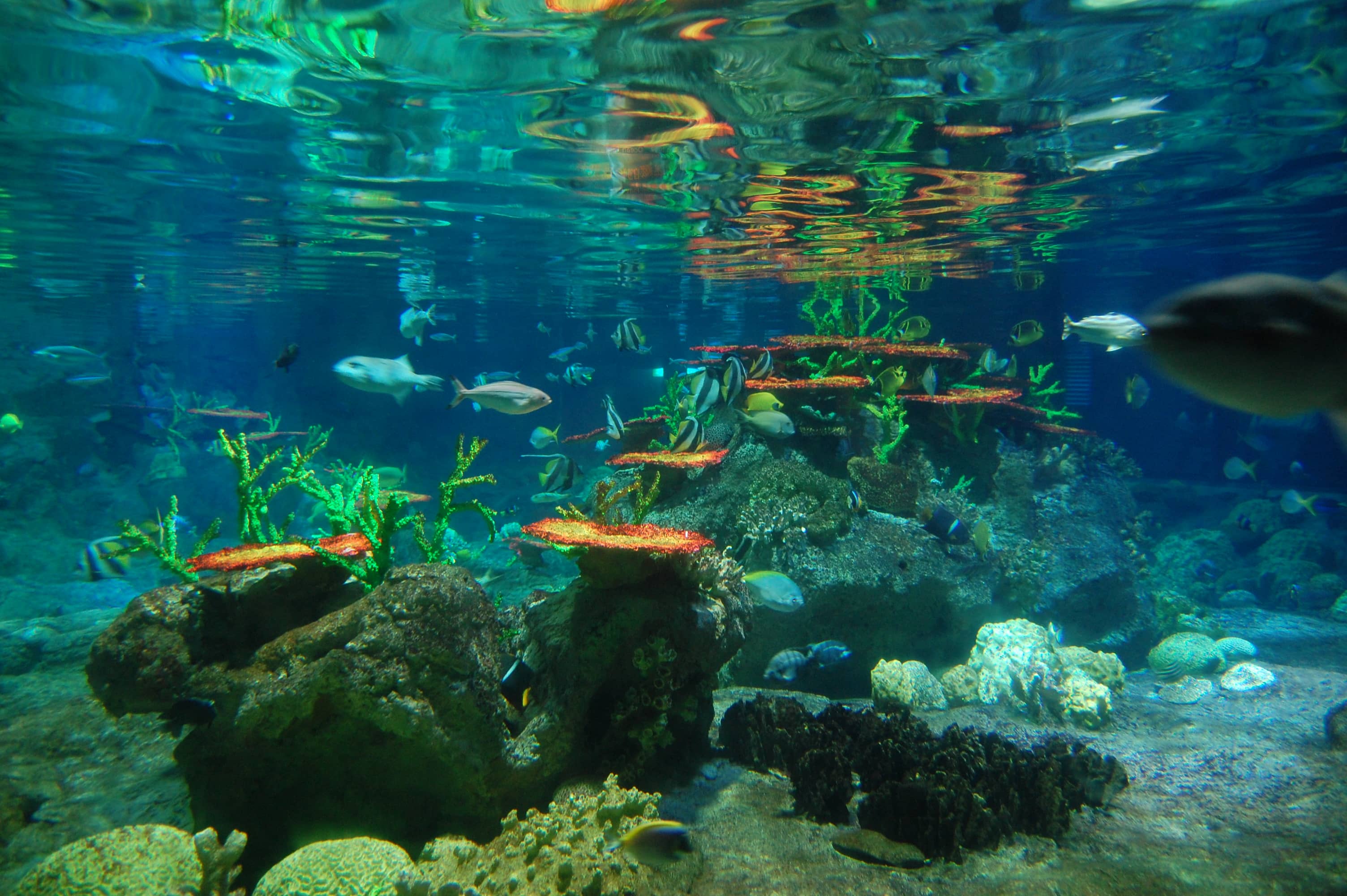Marine Life Encounters
