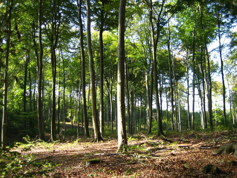Expansive Heathlands