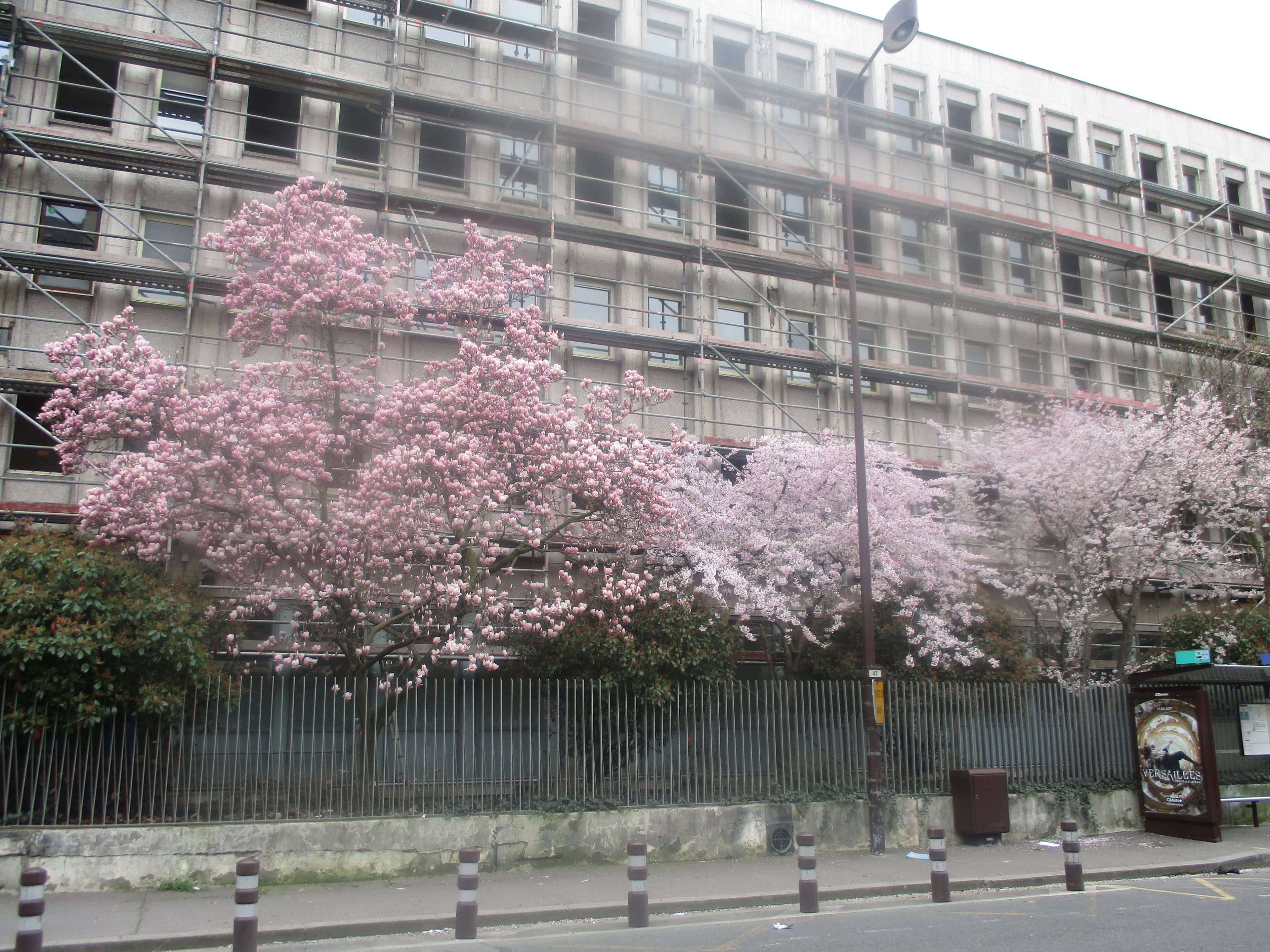 Cherry Blossom Spectacle