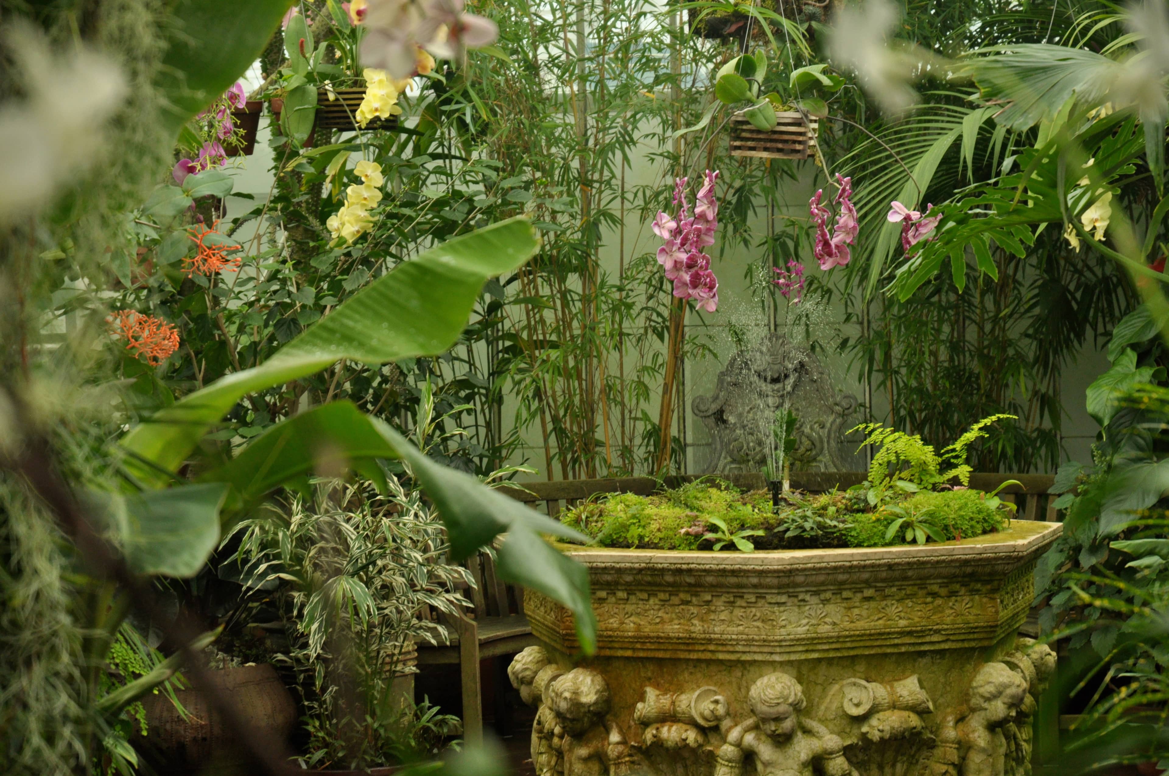 Orchid Collection