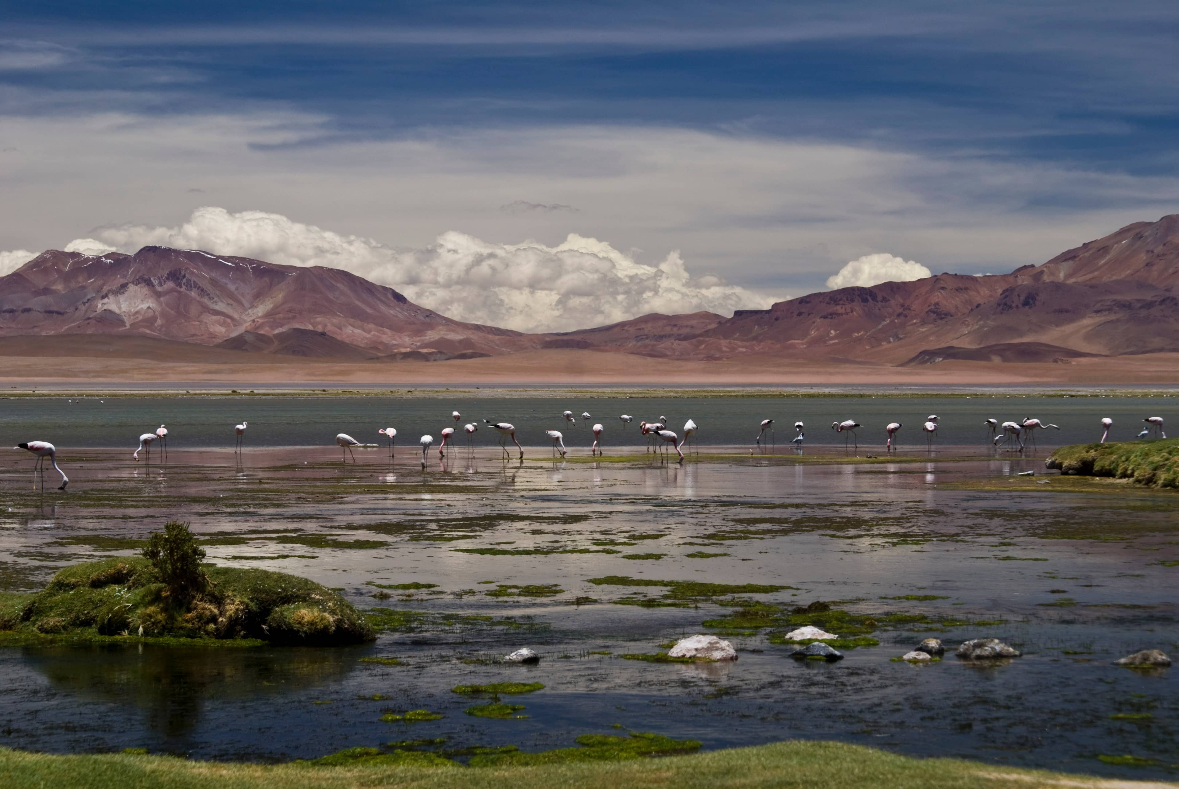 Laguna Lejia Wildlife