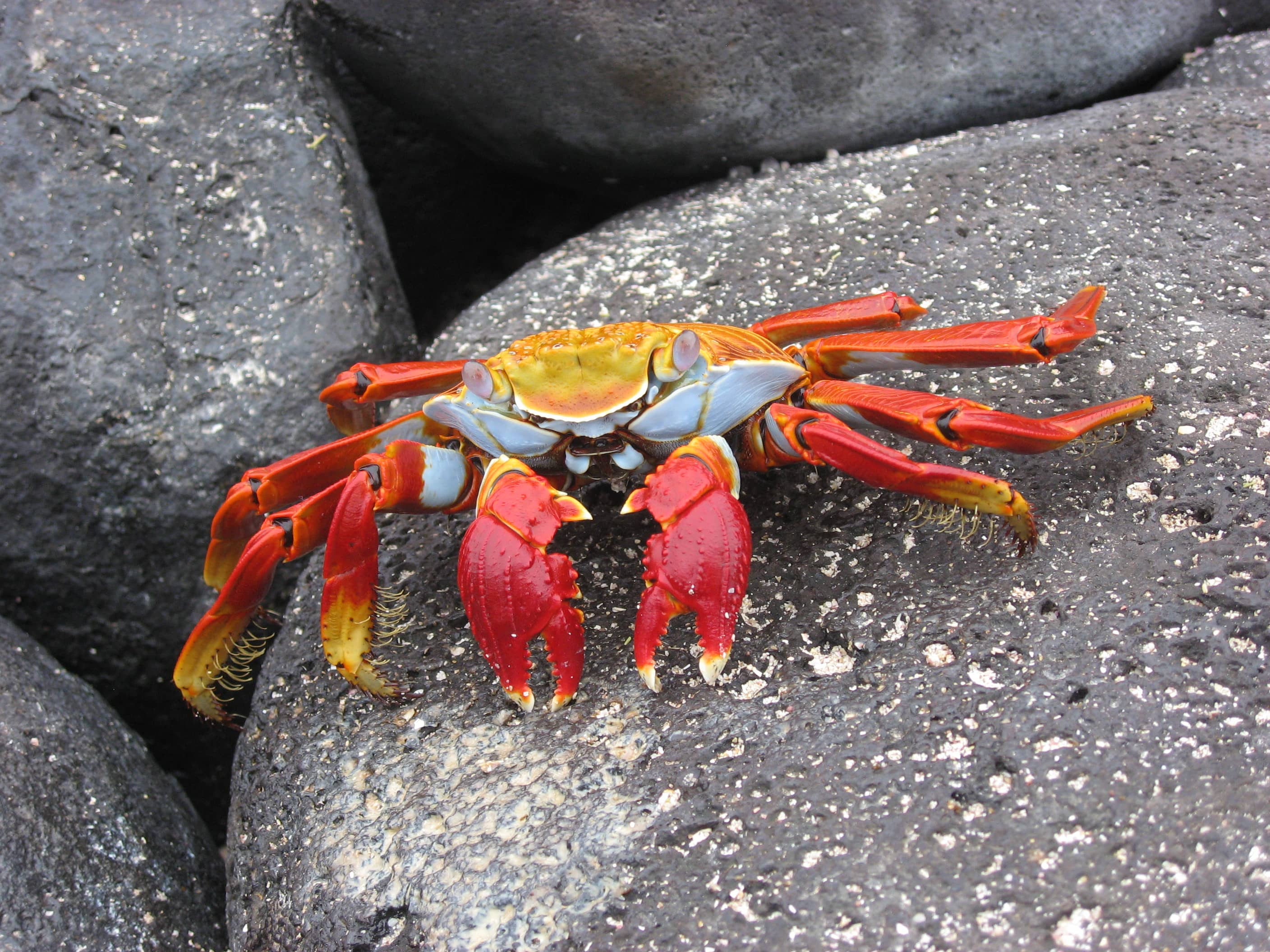 Sally Lightfoot Crabs