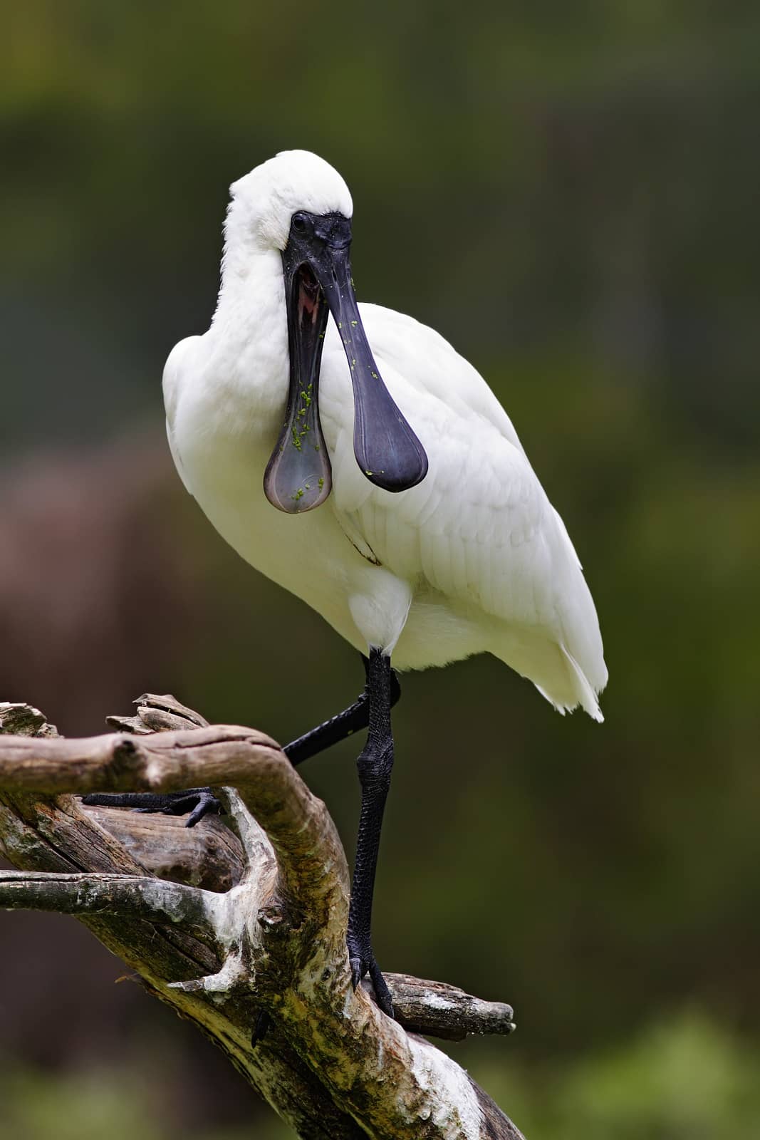 Royal Spoonbills