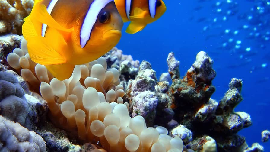 Underwater Photography